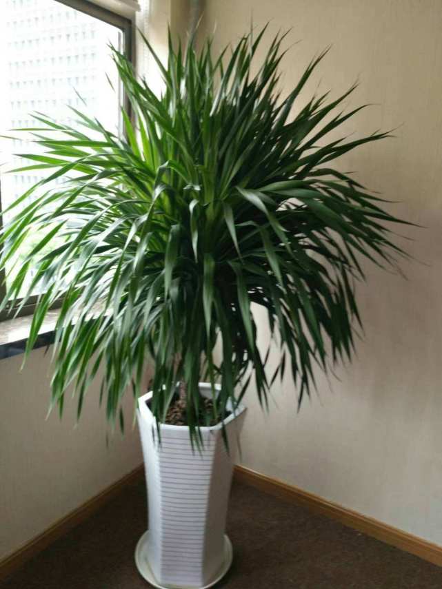 龙柳枝放家里好吗（龙须树室内种植的注意事项）