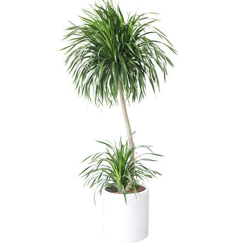 龙柳枝放家里好吗（龙须树室内种植的注意事项）