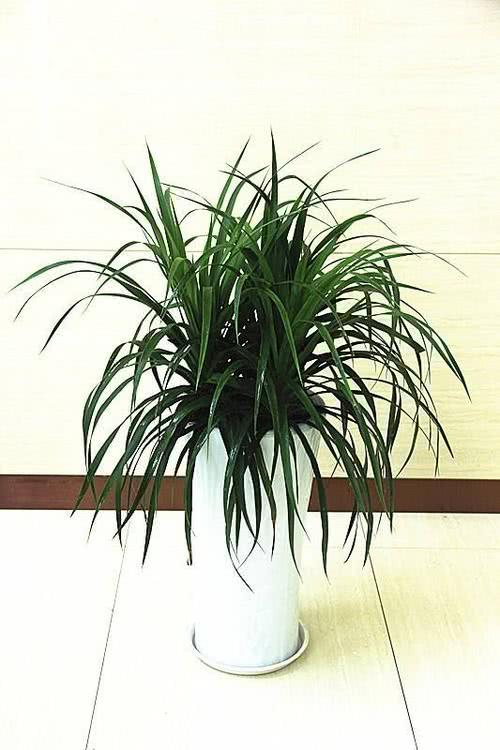 龙柳枝放家里好吗（龙须树室内种植的注意事项）