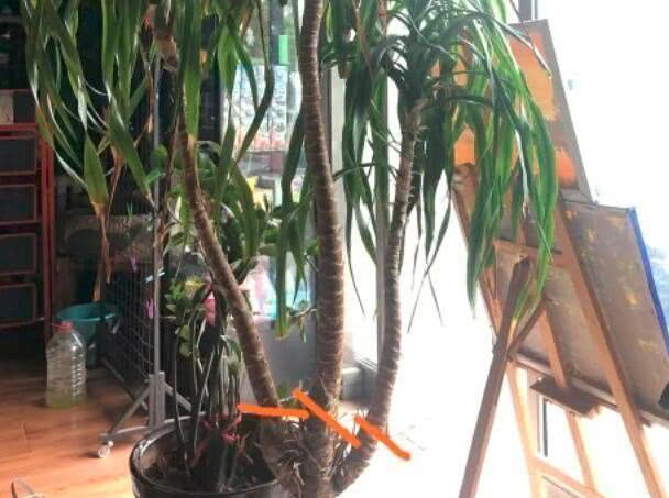 龙柳枝放家里好吗（龙须树室内种植的注意事项）