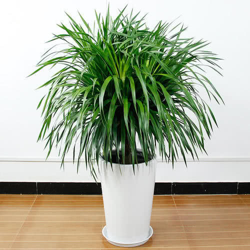 龙柳枝放家里好吗（龙须树室内种植的注意事项）