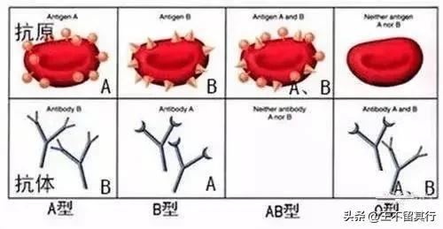 长沙发现一粒恐龙血（罕见长沙发现一例）(4)