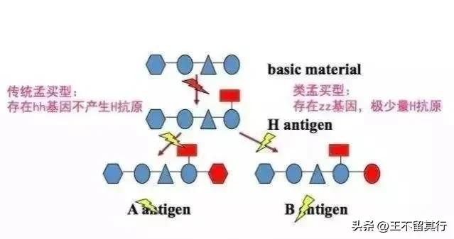 长沙发现一粒恐龙血（罕见长沙发现一例）(7)