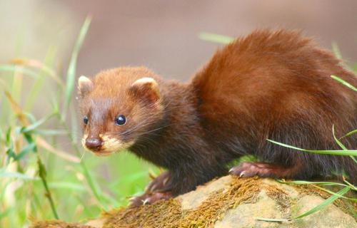 已灭绝的十种可爱动物（近五十年灭绝的五大可爱动物）(3)