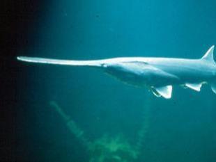 已灭绝的十种可爱动物（近五十年灭绝的五大可爱动物）(4)