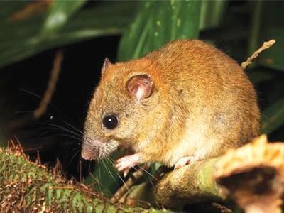 已灭绝的十种可爱动物（近五十年灭绝的五大可爱动物）(2)