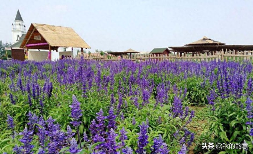 北京蓝调薰衣草庄园，蓝莓、草莓为主栽品种，已成为当地绿色地标