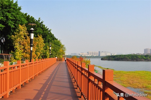 随拍公园 - 环湖游走 深圳立新湖公园