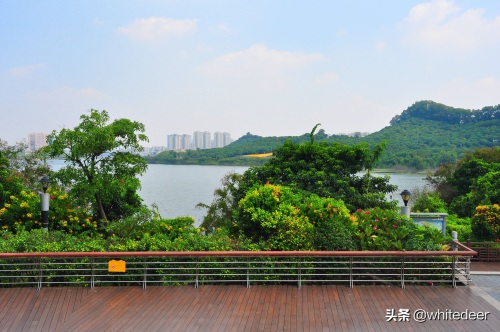 随拍公园 - 环湖游走 深圳立新湖公园