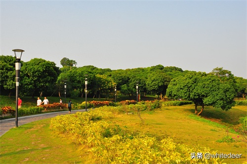 随拍公园 - 环湖游走 深圳立新湖公园