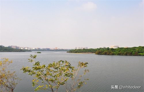 随拍公园 - 环湖游走 深圳立新湖公园