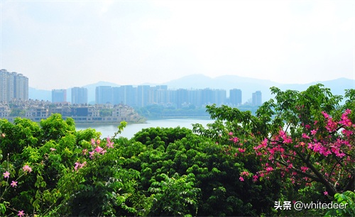 随拍公园 - 环湖游走 深圳立新湖公园