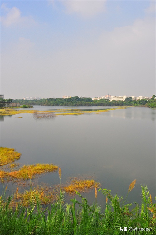 随拍公园 - 环湖游走 深圳立新湖公园