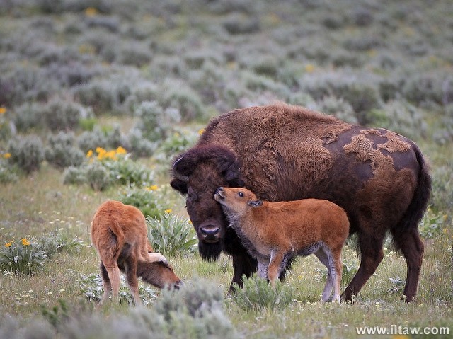 动物世界-美洲野牛