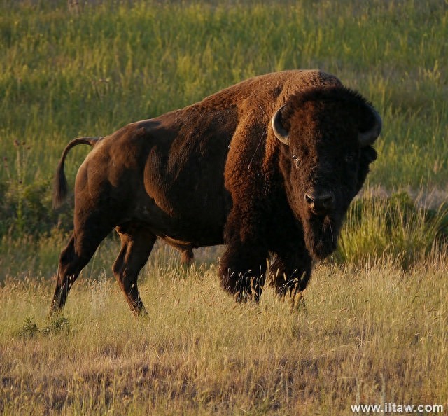 动物世界-美洲野牛