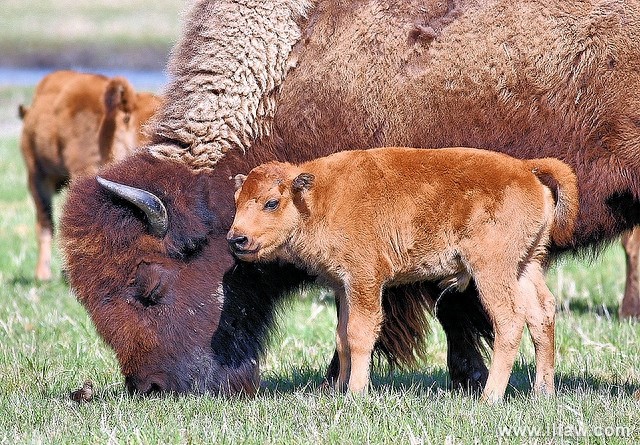 动物世界-美洲野牛