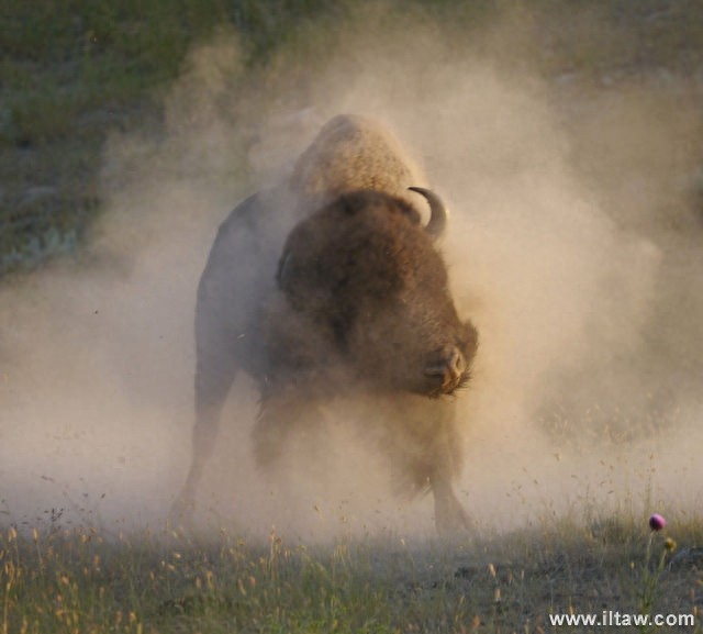 动物世界-美洲野牛