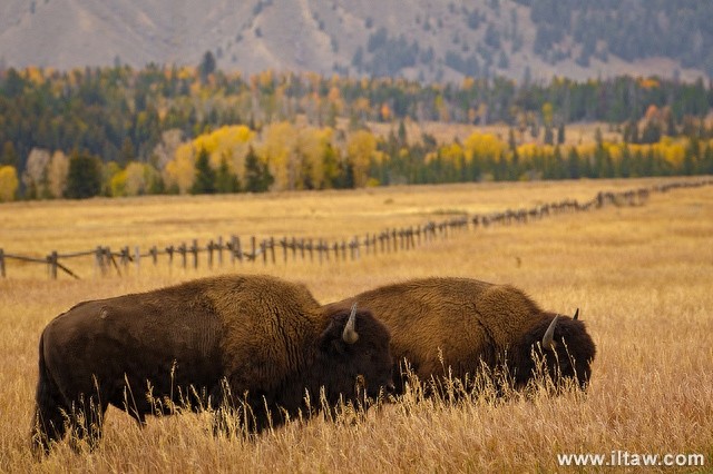 动物世界-美洲野牛
