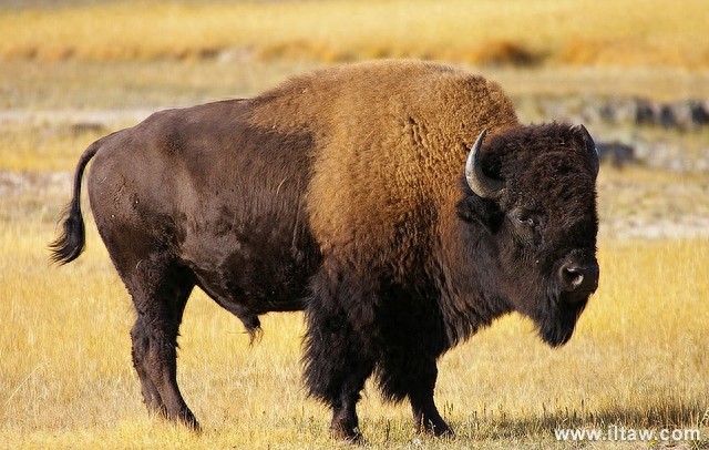 动物世界-美洲野牛