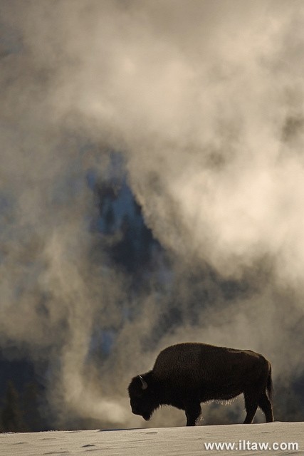 动物世界-美洲野牛