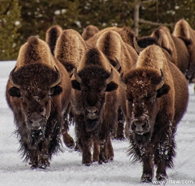 动物世界-美洲野牛