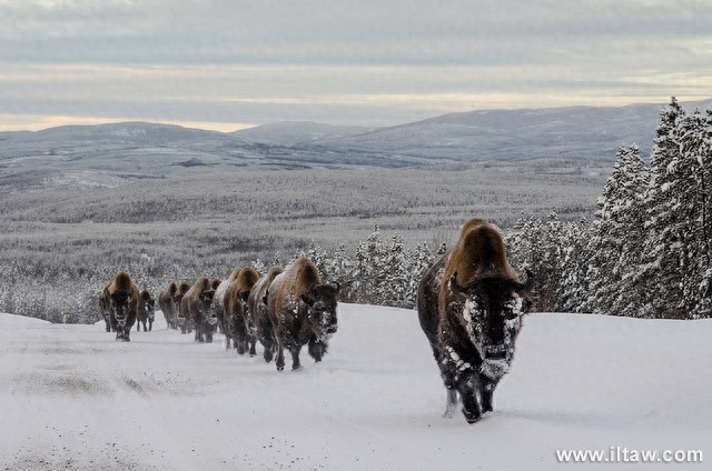 动物世界-美洲野牛