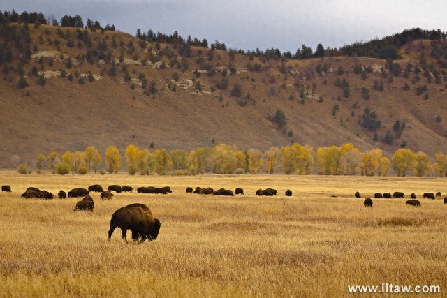 动物世界-美洲野牛