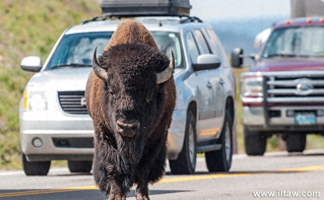 动物世界-美洲野牛