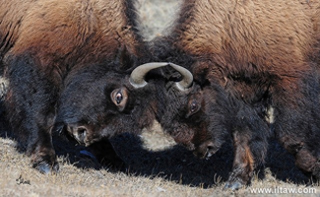 动物世界-美洲野牛
