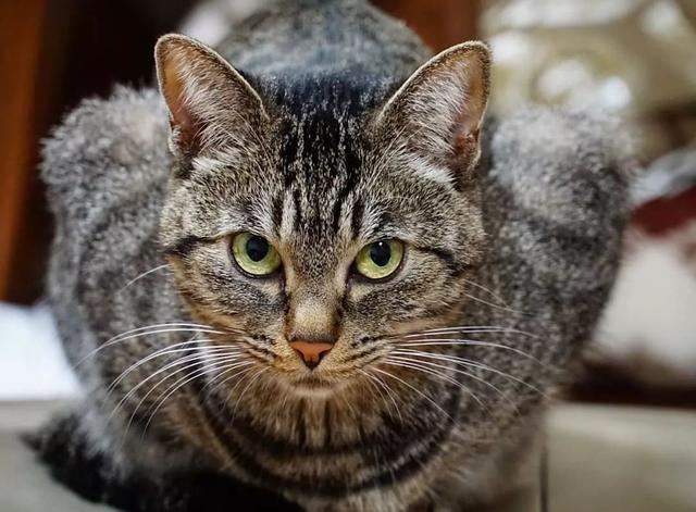 猫鼻支怎么自己治疗(猫鼻支怎么治8个要点教会你)(10)