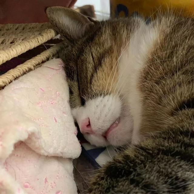 猫鼻支怎么自己治疗(猫鼻支怎么治8个要点教会你)(5)