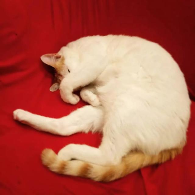 猫鼻支怎么自己治疗(猫鼻支怎么治8个要点教会你)(8)