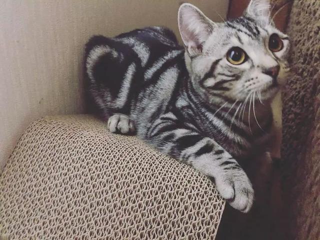 猫鼻支怎么自己治疗(猫鼻支怎么治8个要点教会你)(4)