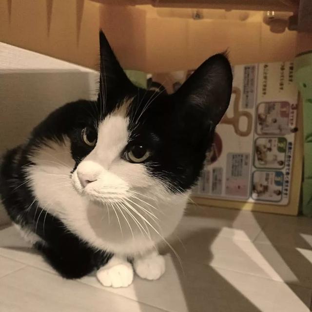 猫鼻支怎么自己治疗(猫鼻支怎么治8个要点教会你)(7)