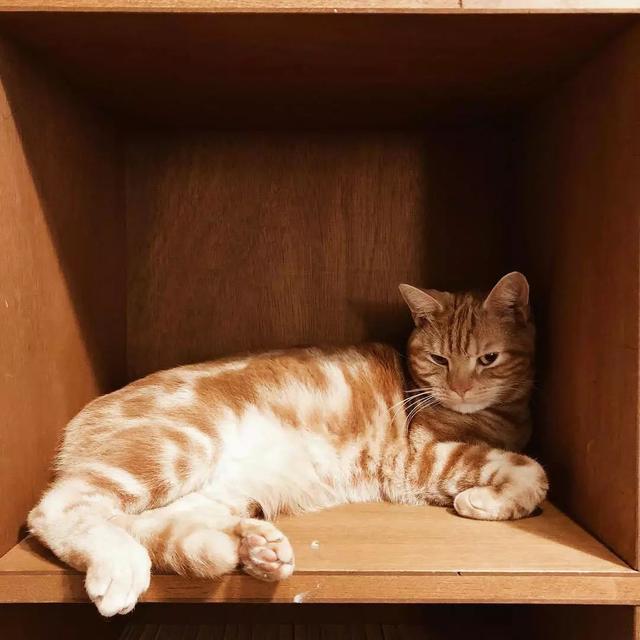 猫鼻支怎么自己治疗(猫鼻支怎么治8个要点教会你)(9)