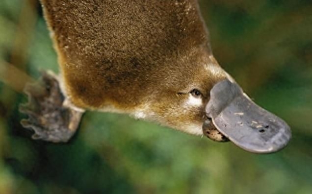 鸭嘴兽的百科世界