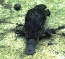 鸭嘴兽的百科世界