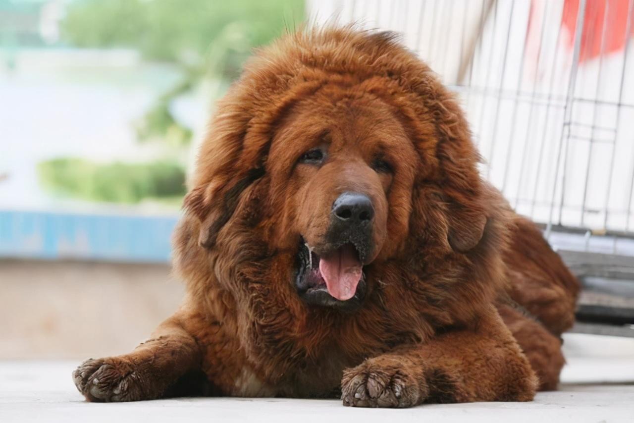 中国不禁养的护卫犬(城市允许养的护卫犬)