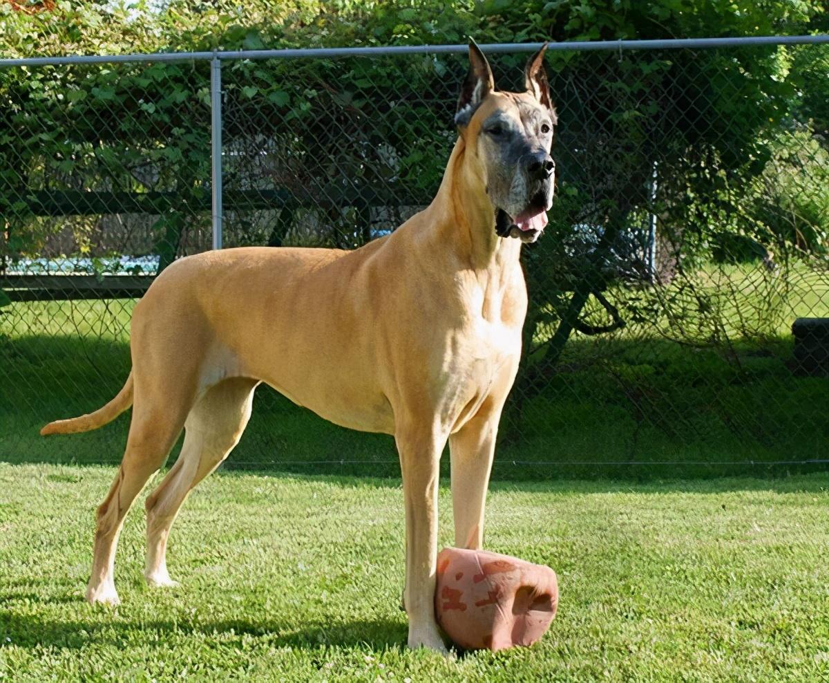 中国不禁养的护卫犬(城市允许养的护卫犬)