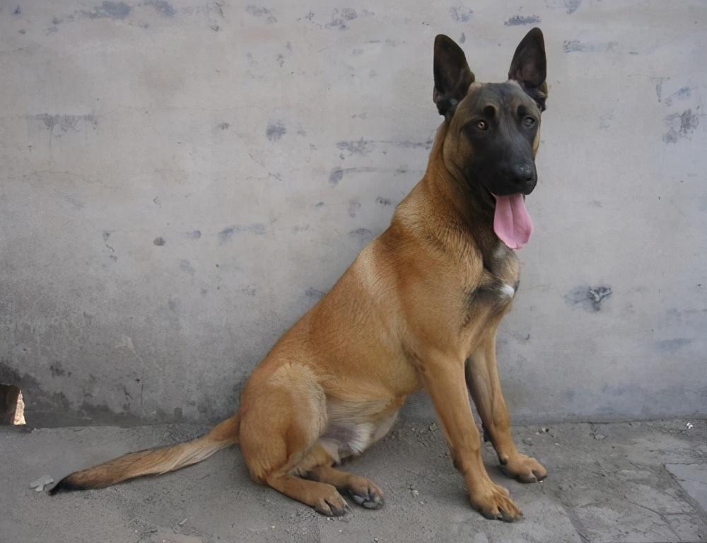 中国不禁养的护卫犬(城市允许养的护卫犬)