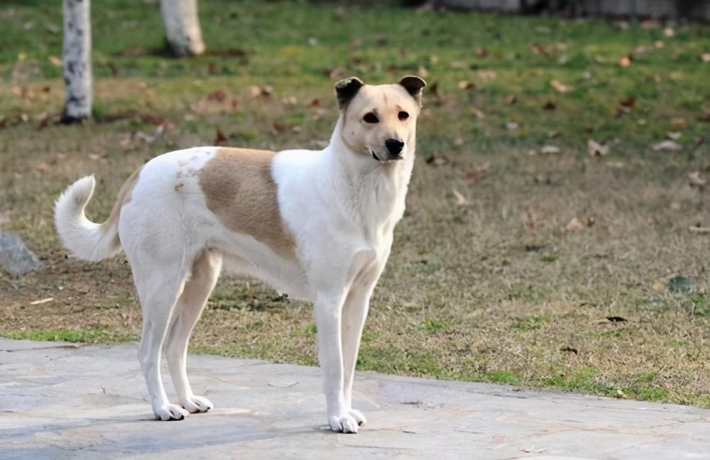 中国不禁养的护卫犬(城市允许养的护卫犬)