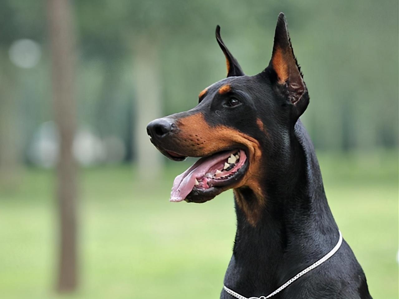 中国不禁养的护卫犬(城市允许养的护卫犬)