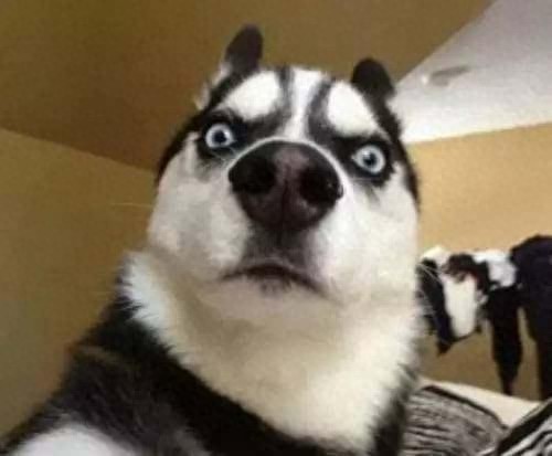 狗百科之西伯利亚雪橇犬