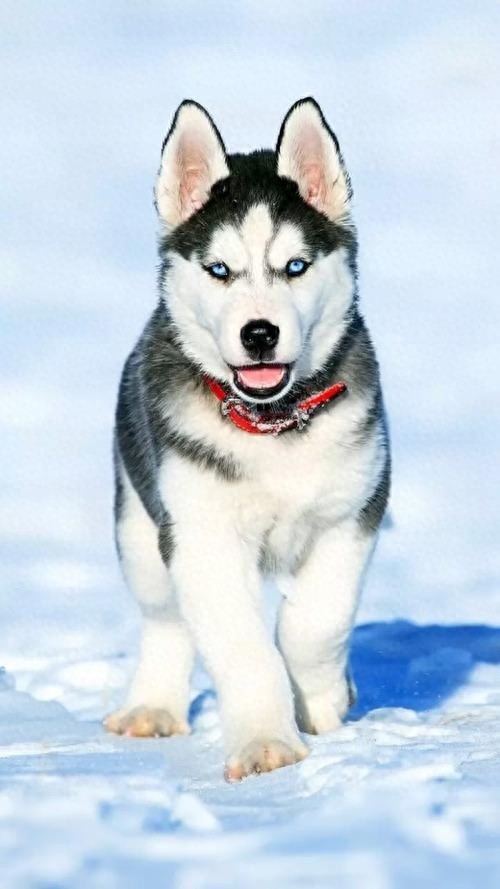 狗百科之西伯利亚雪橇犬