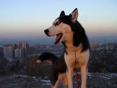 狗百科之西伯利亚雪橇犬