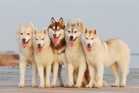 狗百科之西伯利亚雪橇犬