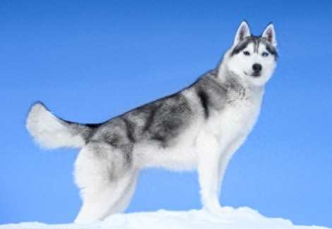 狗百科之西伯利亚雪橇犬