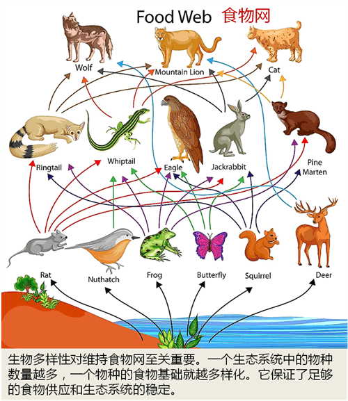 生物多样性的重要性(为什么生物多样性很重要)