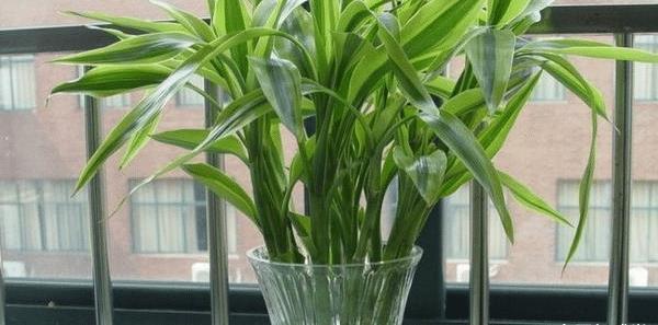 老爷爷养富贵竹，3招“治”黄叶，水培生长茂盛，叶子疯长不停