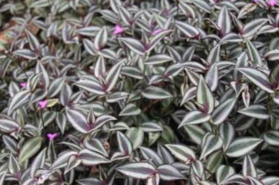 紫叶吊竹梅的养殖方法和注意事项(图2)